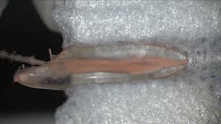 Hyflex remover Thermafil