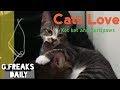 Cats love - my talking kitty cats