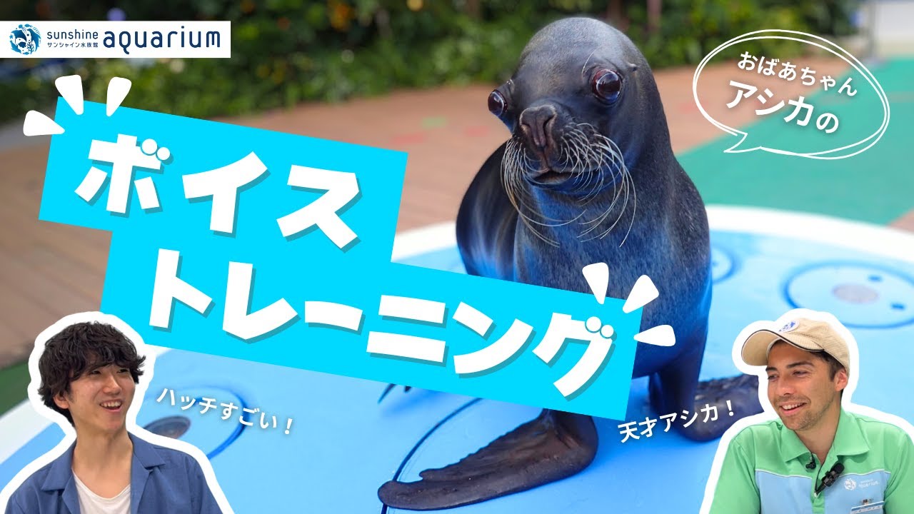 【解説】音だけで聞き分ける⁉おばあちゃんアシカ「ハッチ」のトレーニング【サンシャイン水族館】