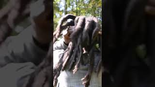 Freeform Locs of Zayloc23 #dreads #dreadlocks #freeformlocs #locstyles #shorts #dreadjourney