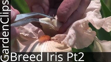 Iris Genetics and Hybridizing with Dr. Kenneth Kidd -- Part 2 -- Breeding Iris, How It