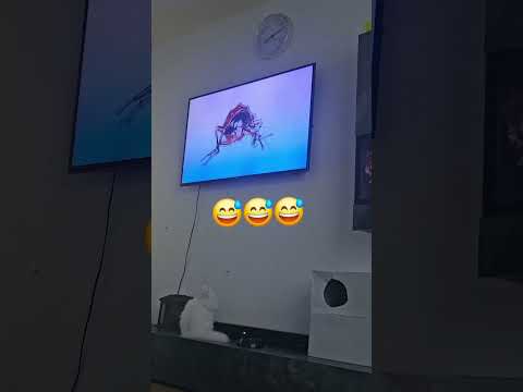  لولو 