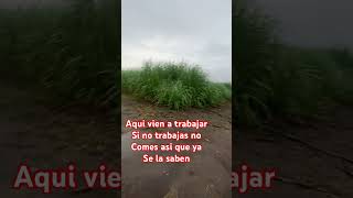 Que chula de amanecer fresco a olor a tierra mojada saludos desde el estado de Colima