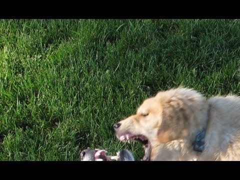 real dog fight (golden retriever) - YouTube