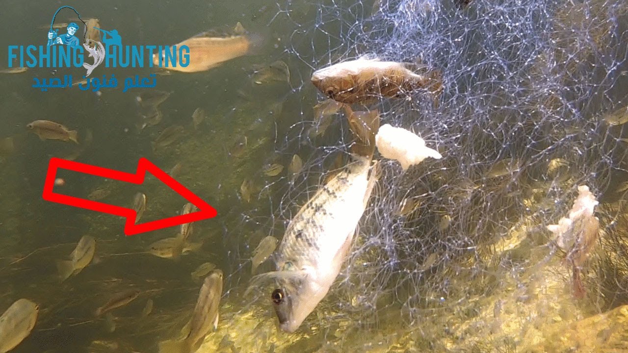 تصوير تحت الماء - شوف السمك بيقع في شبكة الفراشه ازاي
