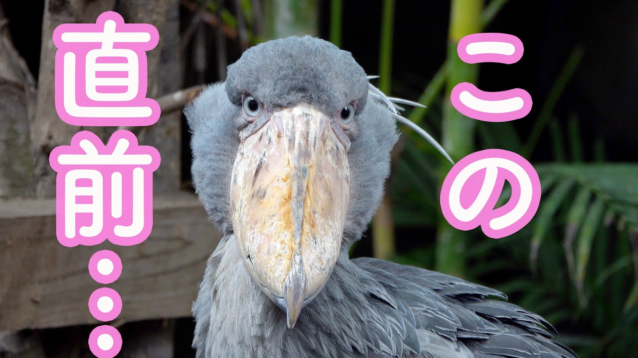 ハシビロコウのカシシ、ウィンクと正面顔が可愛すぎ!(那須どうぶつ王国