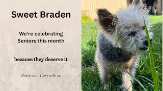 Sweet Braden, the blessings of a senior dog