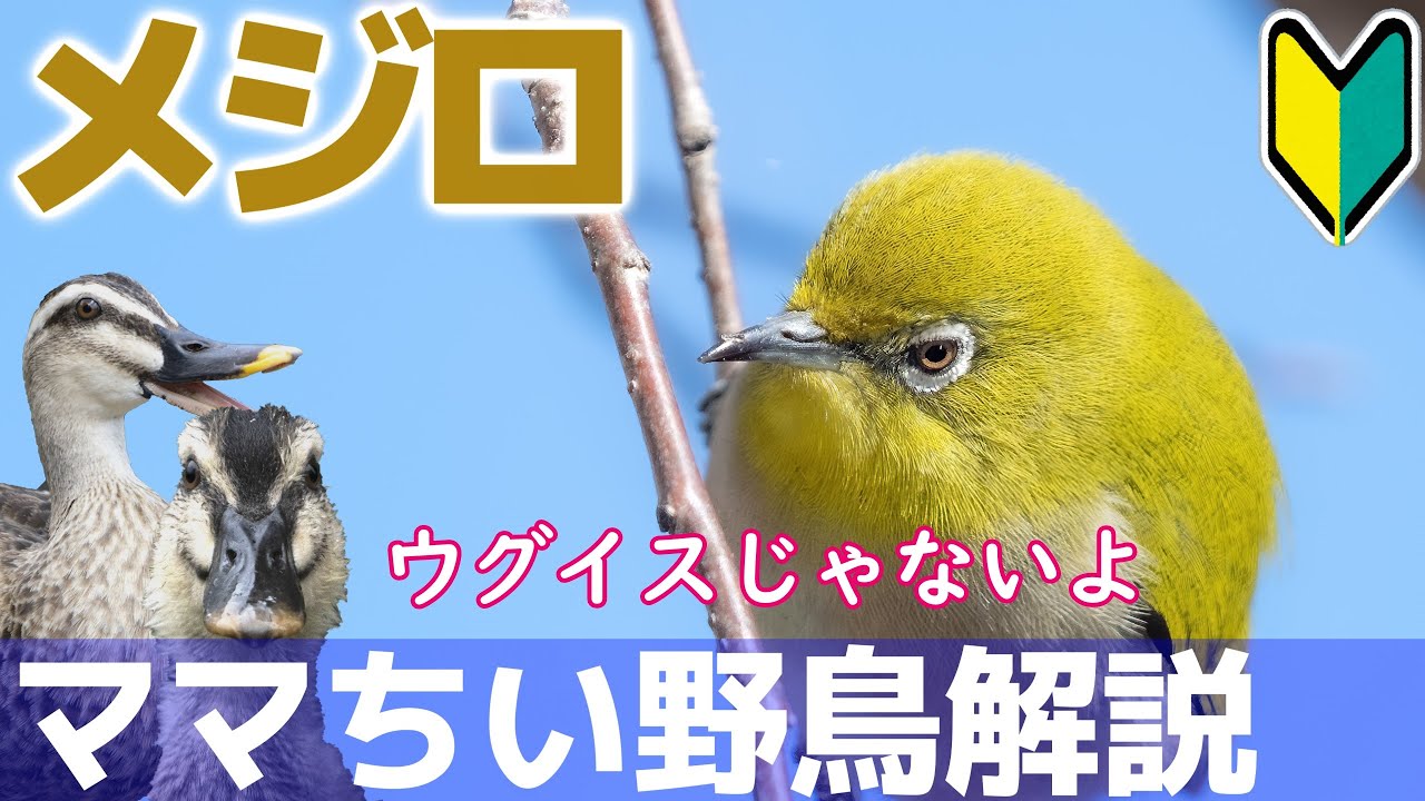 ママちい野鳥解説 メジロ ウグイス色じゃないよメジロ色だよ 野鳥を捕まえるのは違法です Youtube