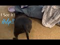 Pitbull Dog Crying (Wants Her Ball Under The Bed)