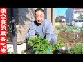 这是蒲公英最香的吃法!太香太好吃了,出锅以后,爷俩抢着吃