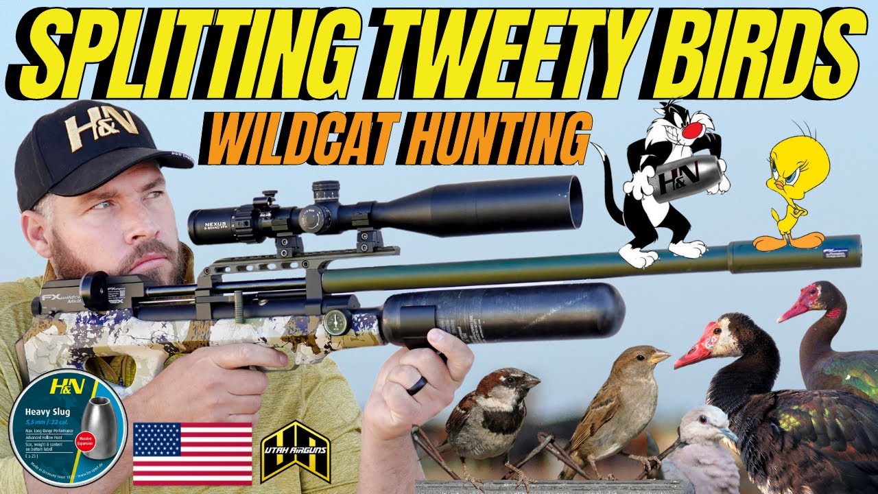 SPLITTING TWEETY BIRDS WITH AIR GUN HUNTING I FX WILDCAT MK3 AIR GUN HUNTING I AIR GUN PEST CONTROL