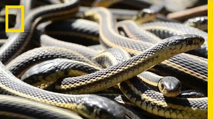If You're Scared of Snakes, Don't Watch This | National Geographic - DayDayNews