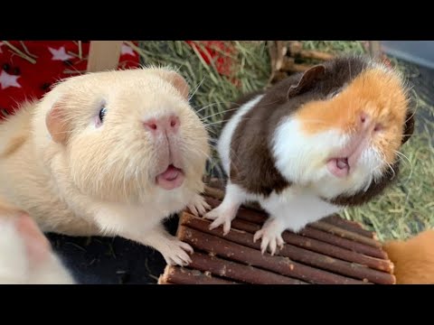 Video: Wie Man Mit Einem Meerschweinchen Spielt