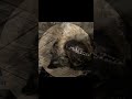 This edit is for ryrygames