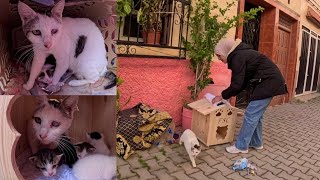 The mother cat was nervous while we were transporting the kittens to the new home. by Feeding Street Cats 10,802 views 1 month ago 7 minutes, 14 seconds