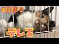 家に来てわずか3日で急にデレデレになる成猫に感動！