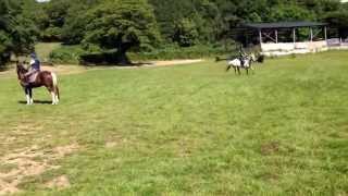 BelAir double round 18.6.2014. Horses Barney & Fiddler, Nala & Spirit.