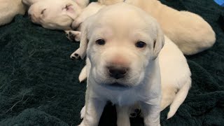 LIVE STREAM Puppy Cam! Adorable Labrador Retrievers  3 Weeks old Feb 9  Part 2