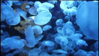 Latar belakang video Alam indah(no copyright)