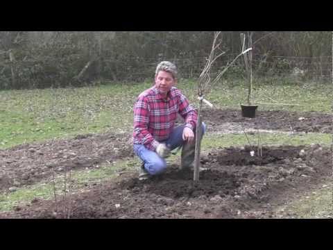 Video: Plantera Vinbär På Hösten: Hur Man Planterar Svarta Vinbär Med Plantor? Vilken Månad är Det Korrekt Att Plantera Den Med En Ung Buske? Datum I Moskva -regionen Och Sibirien
