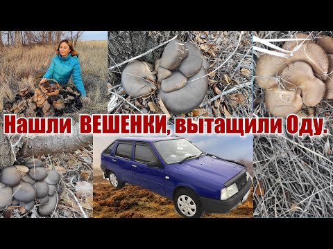 Вешенки. Откуда их столько?!! Вытащили Оду, собрали грибы и шиповник!