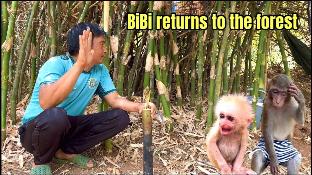 Monkey BiBi & BR are returned to the forest