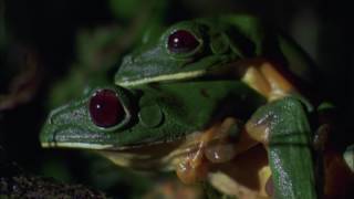 Planet Earth 08 Jungles Part 09