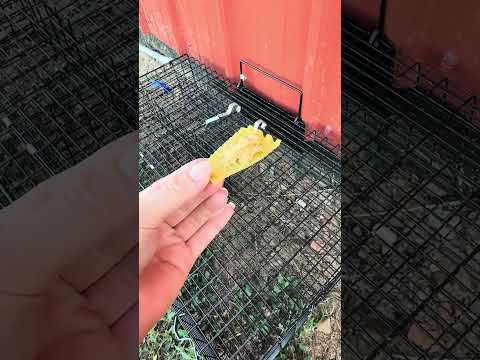 We’re loving our Ratinator! #farmfresh #chicken #farmchores #ratinator #rats #pests #farmlife #eggs