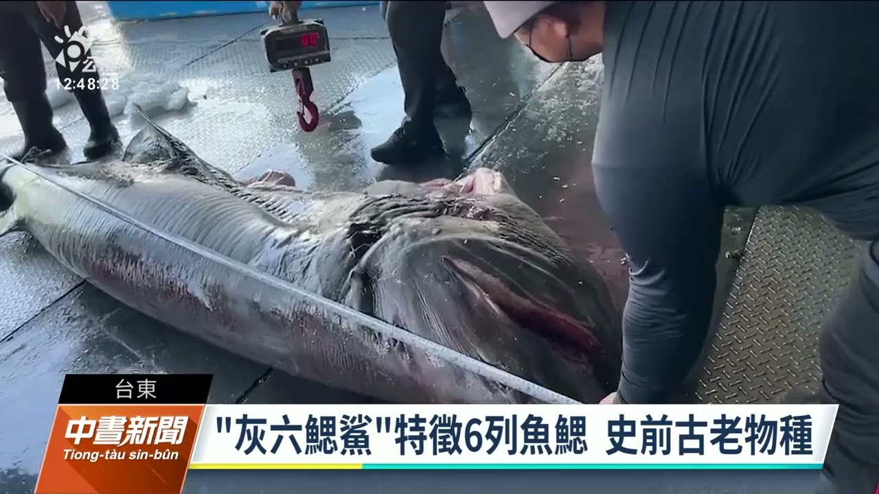 台東漁民捕獲 灰六鰓鯊 為史前古老物種 公視新聞網pnn