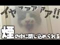ベルちゃんが煙の中に閉じ込められました。