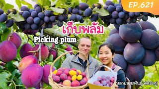 เก็บลูกพลัมหลากหลายสายพันธุ์ (ดกเว่อร์วังมาก‼️) Picking Plum many type of plum EP.621/(Eng/Sub)