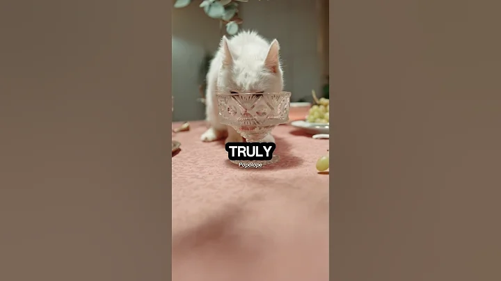 Video 11482561: persian cat facts, amazing persian cat, persiancat, perfect cat, cat lovers