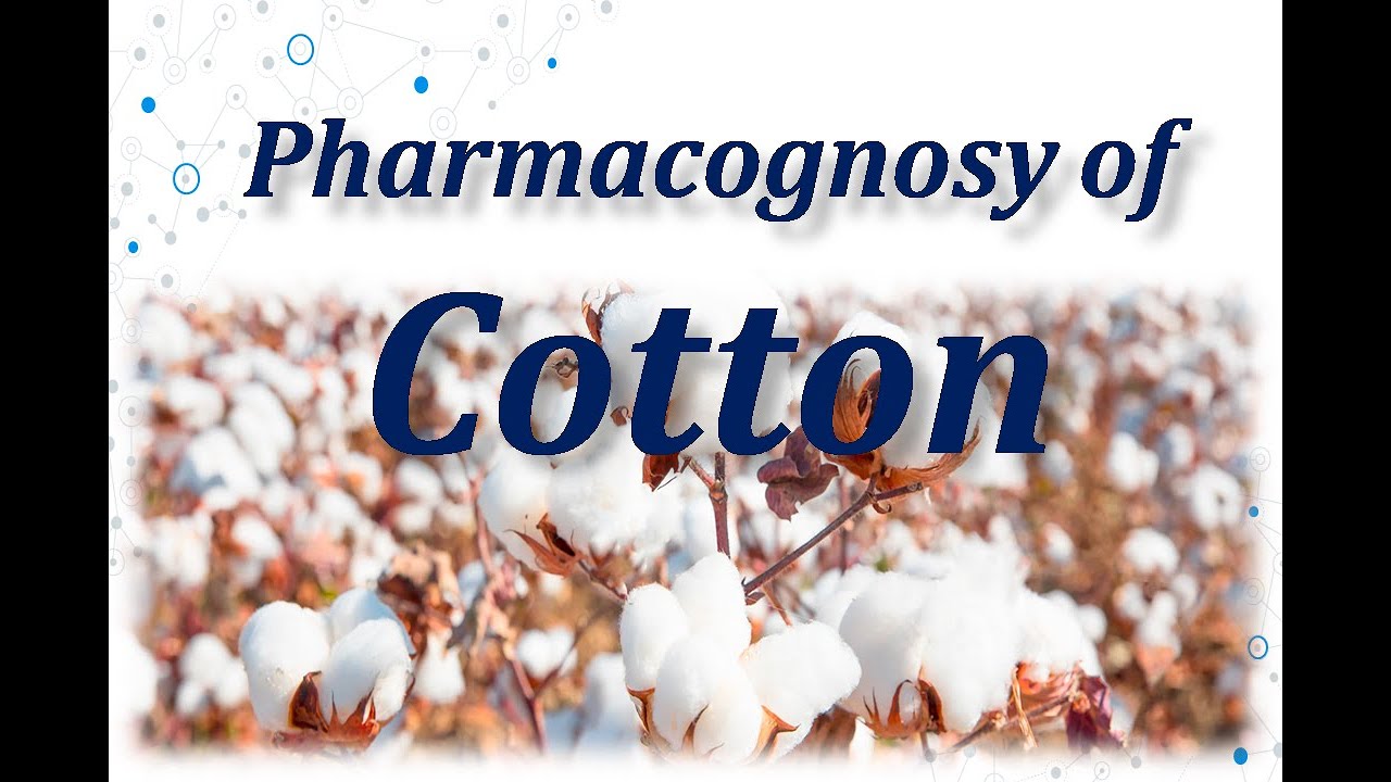 Pharmacognosy of Cotton ( S Y B Pharmacy as per PCI syllabus) YouTube
