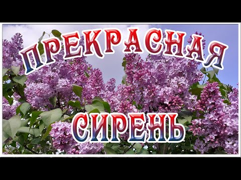 Футаж Цветущая сирень. Видео Цветение сирени. Футажи и заставки для видеомонтажа. Видеофутажи HD
