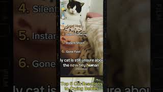 BABY CATS MOMENTS #catkids #catreaction #catreacts #bestmoments #cats #catshorts #cute