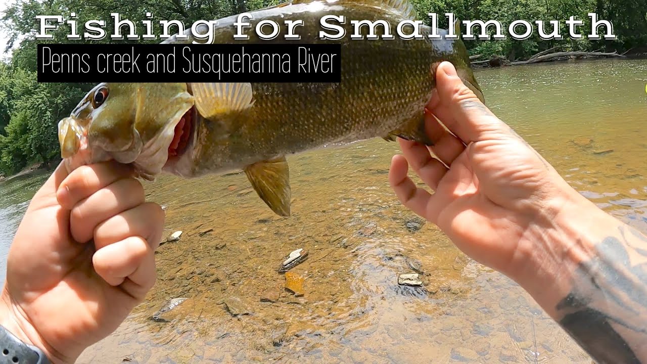 Wading Penns Creek and Bank Fishing Susquehanna River YouTube