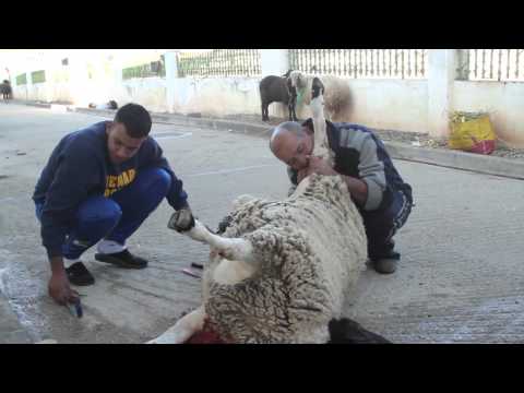 Eid El Adha celebrations in Tunisia