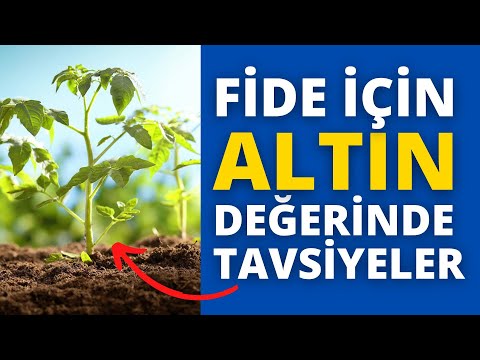 FİDE üretenler MUTLAKA bunlara dikkat edin II evde fide yetiştiriciliği nasıl yapılır