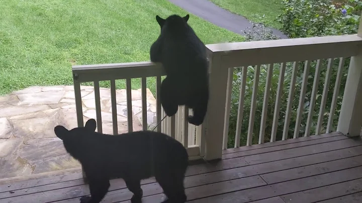 Bear Dolores and her cubs