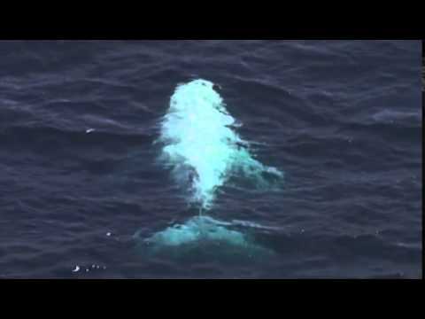 Très rare apparition d'une baleine blanche à bosse au large de l'Australie