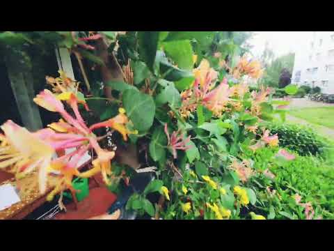 زهرة العسل وأسرار العناية بها وزراعتها