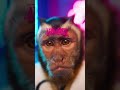When your vet is a monkey! 😂🐒 #PetPrank #MonkeyDoctor #GuineaPigGlam #CosmeticSurgery #ViralVideo