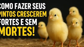 #Como Fazer os seus pintos #crescerem fortes e sem Mortes