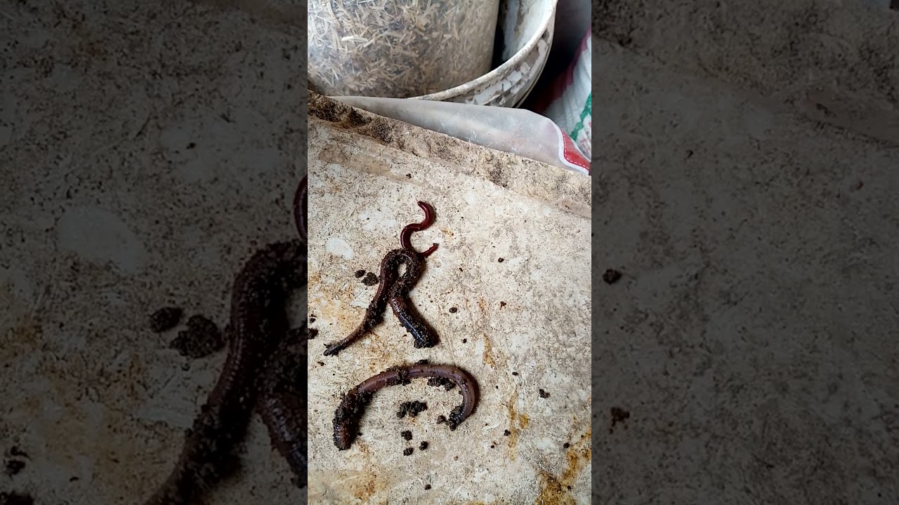 انواع دود الفيرمي والفرق بينهم وبين البلدي