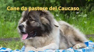 Guida completa al pastore del Caucaso, caratteristiche, cure eb addestramento in Italiano! by Fidotutorial 1,238 views 3 months ago 3 minutes, 35 seconds