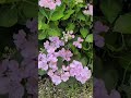 ピンキ〜リング？みたいな、紫陽花〜