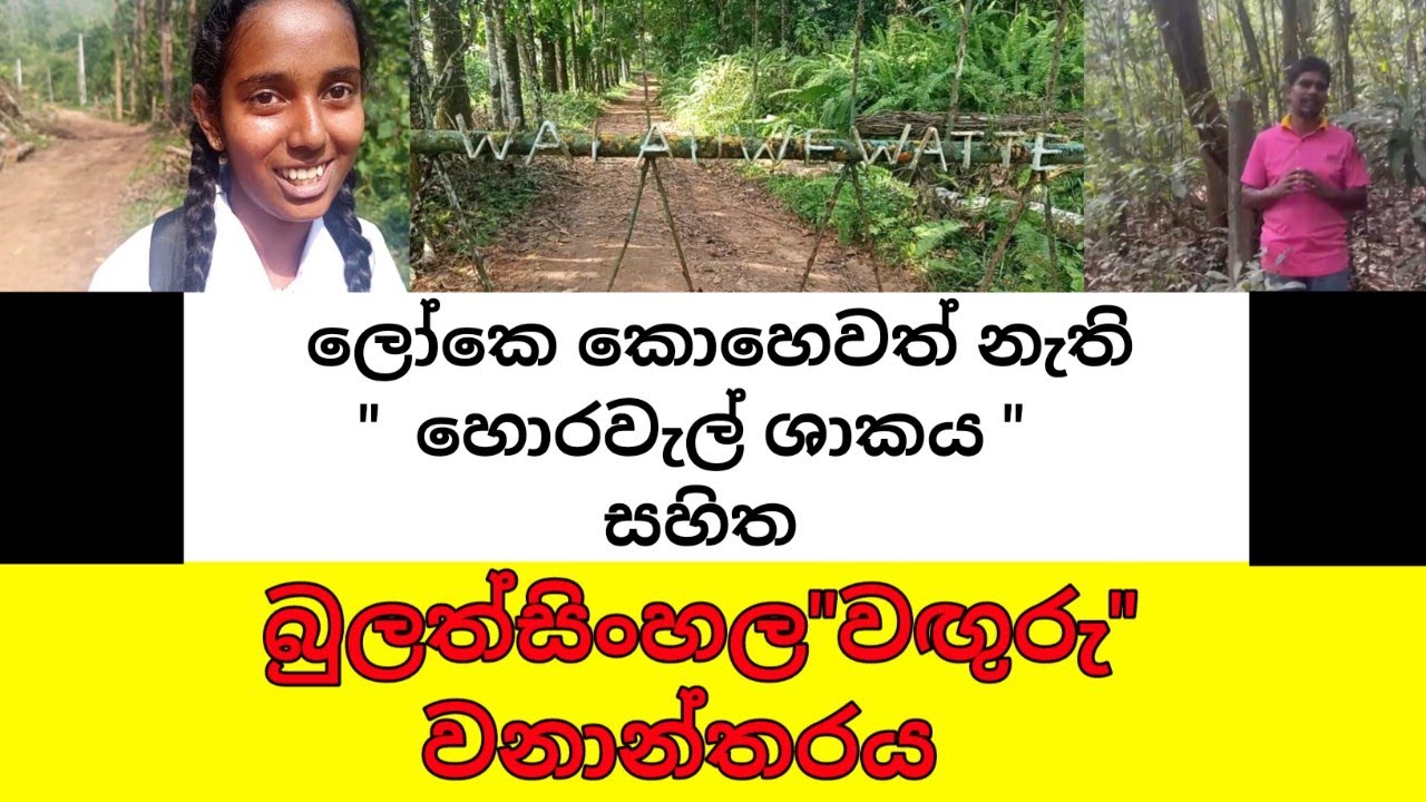 බුලත්සිංහල වඟුරු වනාන්තරයේ තොරතුරු...