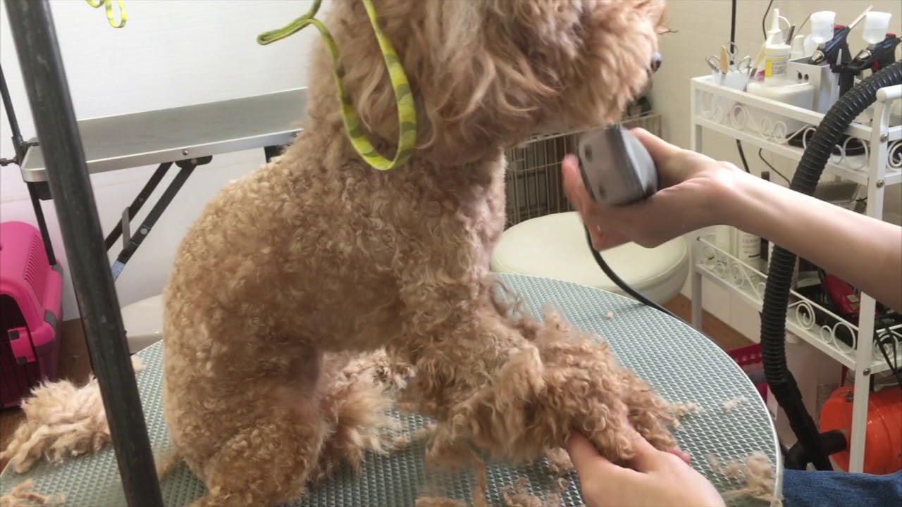 悪意のない虐待 毛もつれの危険性 Studio Inucocoro 犬の幼稚園 トリミング Blog