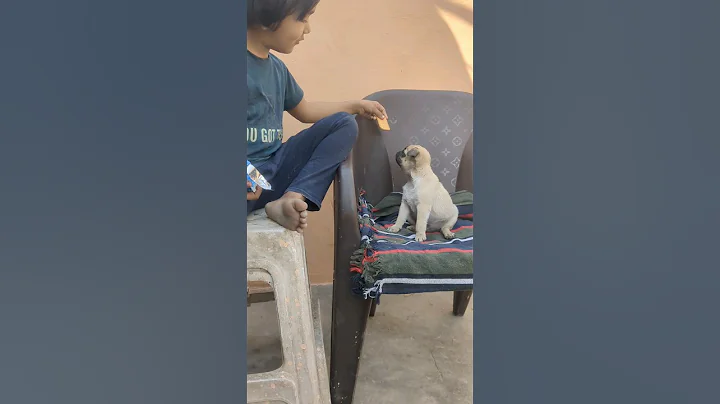 🔥🐕मोगली ने बिस्कुट छीन लिया😃😂 #मोगली #cutepuppy #dogvideo #shorts #shortsfeed2024