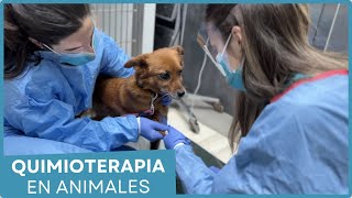 Quimioterapia en animales 🐕 Medicina veterinaria